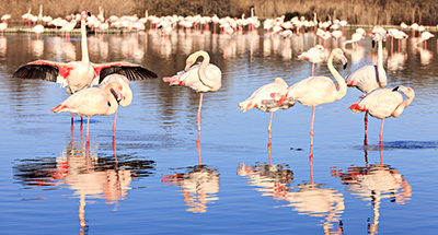Pinke Flamingos in der Camargue