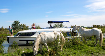 Weiße Camargue-Pferde